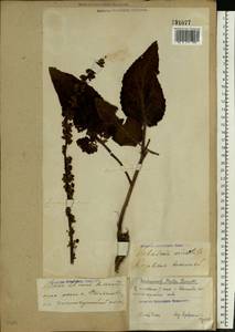 Verbascum chaixii subsp. orientale (M. Bieb.) Hayek, Eastern Europe, Volga-Kama region (E7) (Russia)