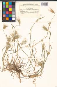Hordeum murinum subsp. leporinum (Link) Arcang., Eastern Europe, North Ukrainian region (E11) (Ukraine)