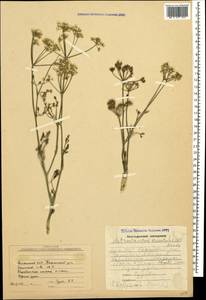 Astrodaucus orientalis (L.) Drude, Caucasus, Armenia (K5) (Armenia)