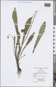 Leontodon hispidus L., Eastern Europe, North-Western region (E2) (Russia)