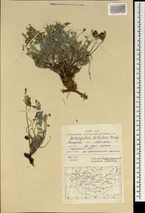 Astragalus dilutus Bunge, Mongolia (MONG) (Mongolia)