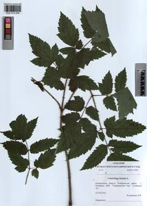 Actaea cimicifuga L., Siberia, Altai & Sayany Mountains (S2) (Russia)