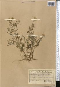 Achillea micrantha Willd., Middle Asia, Caspian Ustyurt & Northern Aralia (M8) (Kazakhstan)