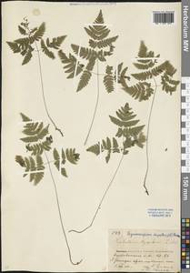 Gymnocarpium dryopteris (L.) Newman, Eastern Europe, Eastern region (E10) (Russia)