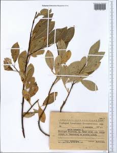 Salix triandra L., Siberia, Western (Kazakhstan) Altai Mountains (S2a) (Kazakhstan)