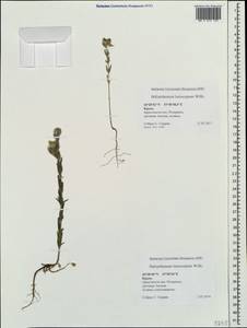 Helianthemum ledifolium subsp. lasiocarpum (Jacques & Hérincq) Nyman, Crimea (KRYM) (Russia)