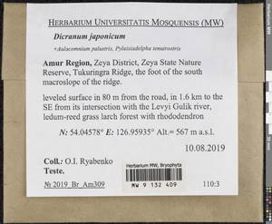 Dicranum japonicum Mitt., Bryophytes, Bryophytes - Russian Far East (excl. Chukotka & Kamchatka) (B20) (Russia)