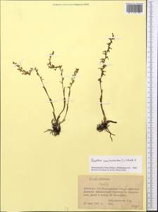 Neottia camtschatea (L.) Rchb.f., Middle Asia, Northern & Central Kazakhstan (M10) (Kazakhstan)