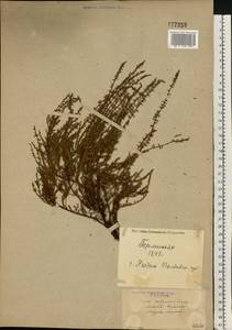Calluna vulgaris (L.) Hull, Eastern Europe, North Ukrainian region (E11) (Ukraine)