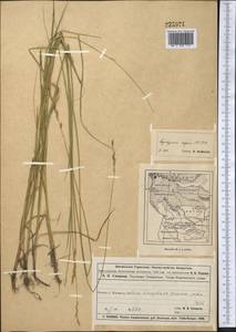 Elymus repens (L.) Gould, Middle Asia, Muyunkumy, Balkhash & Betpak-Dala (M9) (Kazakhstan)