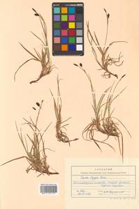 Carex pluriflora Hultén, Siberia, Chukotka & Kamchatka (S7) (Russia)