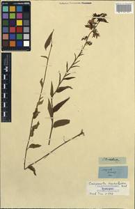 Campanula rapunculoides subsp. rapunculoides, Caucasus (no precise locality) (K0) (Not classified)