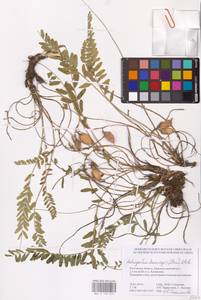Astragalus buchtormensis Pall., Eastern Europe, Rostov Oblast (E12a) (Russia)