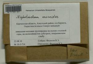 Niphotrichum ericoides (Brid.) Bedn.-Ochyra & Ochyra, Bryophytes, Bryophytes - Chukotka & Kamchatka (B21) (Russia)