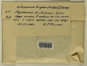 Aulacomnium turgidum (Wahlenb.) Schwägr., Bryophytes, Bryophytes - Karelia, Leningrad & Murmansk Oblasts (B4) (Russia)