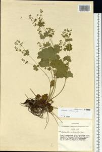 Alchemilla altaica Juz., Siberia, Altai & Sayany Mountains (S2) (Russia)