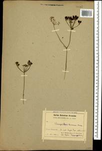 Prangos meliocarpoides var. arcis-romanae (Boiss. & A.Huet) Herrnst. & Heyn, Caucasus, Armenia (K5) (Armenia)