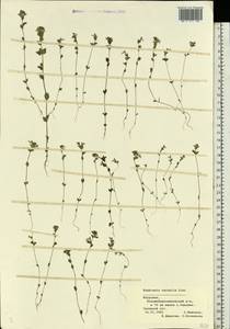 Euphrasia ×vernalis List, Eastern Europe, Middle Volga region (E8) (Russia)