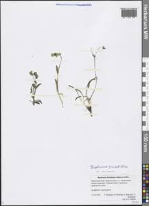 Bupleurum triradiatum Adams ex Hoffm., Siberia, Chukotka & Kamchatka (S7) (Russia)