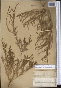 Suaeda acuminata (C. A. Mey.) Moq., Middle Asia, Muyunkumy, Balkhash & Betpak-Dala (M9) (Kazakhstan)