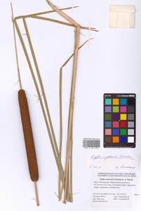 Typha × glauca Godr., Eastern Europe, Lower Volga region (E9) (Russia)