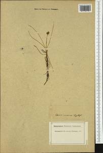 Carex maritima Gunnerus, Western Europe (EUR) (Switzerland)