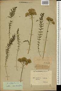 Achillea millefolium L., Caucasus, Georgia (K4) (Georgia)