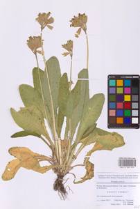Primula veris L., Eastern Europe, Moscow region (E4a) (Russia)