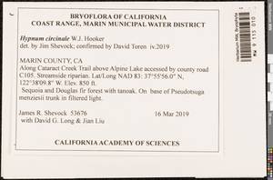 Trochophyllohypnum circinale (Hook.) Jan Kučera & Ignatov, Bryophytes, Bryophytes - America (BAm) (United States)