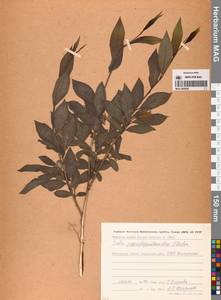 Salix pseudopentandra (Flod.) Flod., Siberia, Chukotka & Kamchatka (S7) (Russia)