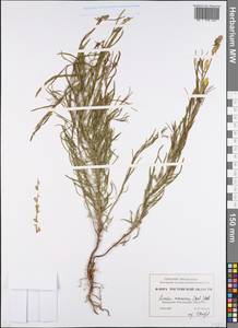 Linaria macroura (M. Bieb.) M. Bieb., Eastern Europe, Rostov Oblast (E12a) (Russia)