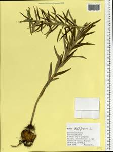 Lilium bulbiferum L., Eastern Europe, Western region (E3) (Russia)
