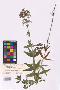 Galium rubioides × boreale, Eastern Europe, Central forest-and-steppe region (E6) (Russia)