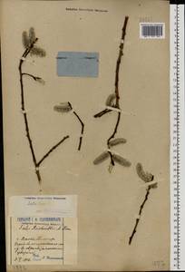 Salix caprea L., Eastern Europe, Volga-Kama region (E7) (Russia)