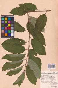 Prunus virginiana L., Eastern Europe, Lower Volga region (E9) (Russia)
