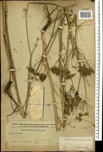 Astrodaucus orientalis (L.) Drude, Caucasus, Azerbaijan (K6) (Azerbaijan)