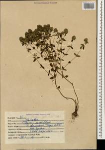 Thymus collinus M.Bieb., Caucasus, Georgia (K4) (Georgia)