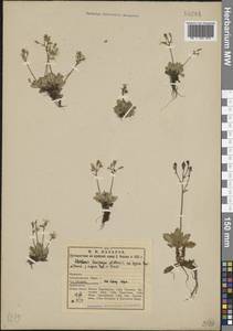 Micranthes stellaris subsp. stellaris, Eastern Europe, Northern region (E1) (Russia)