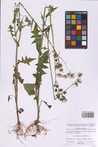 Sonchus oleraceus L., Eastern Europe, Moscow region (E4a) (Russia)