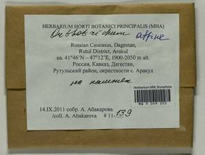 Lewinskya affinis (Brid.) F. Lara, Garilleti & Goffinet, Bryophytes, Bryophytes - North Caucasus & Ciscaucasia (B12) (Russia)
