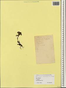 Pedicularis nordmanniana Bunge, Caucasus, Krasnodar Krai & Adygea (K1a) (Russia)