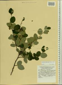 Cotoneaster melanocarpus G. Lodd., Eastern Europe, Volga-Kama region (E7) (Russia)