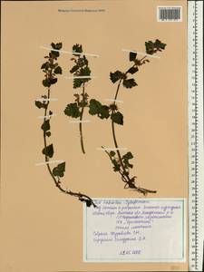 Lamium purpureum L., Eastern Europe, Belarus (E3a) (Belarus)