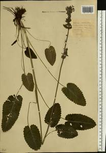 Betonica officinalis L., Eastern Europe, Moscow region (E4a) (Russia)