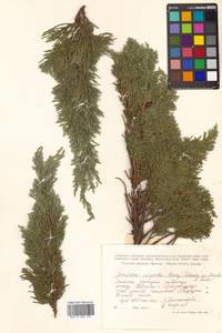 Juniperus chinensis var. sargentii A. Henry, Siberia, Russian Far East (S6) (Russia)