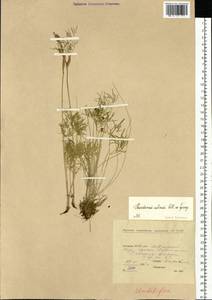 Ostericum tenuifolium (Pall. ex Spreng.) Y. C. Chu, Siberia, Yakutia (S5) (Russia)