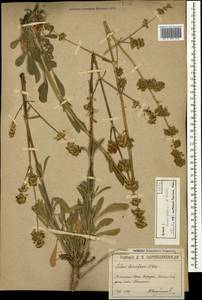Silene densiflora d'Urv., Crimea (KRYM) (Russia)