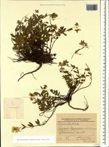 Helianthemum grandiflorum, Caucasus, South Ossetia (K4b) (South Ossetia)