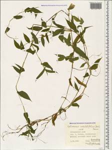 Oplismenus undulatifolius (Ard.) Roem. & Schult., Caucasus, Azerbaijan (K6) (Azerbaijan)