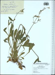 Silene nutans, Eastern Europe, Central region (E4) (Russia)